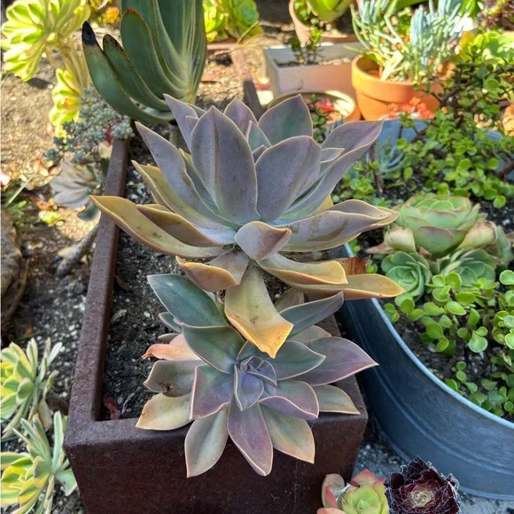 Large Graptoveria Fred Ives succulent - Picture 2 of 3